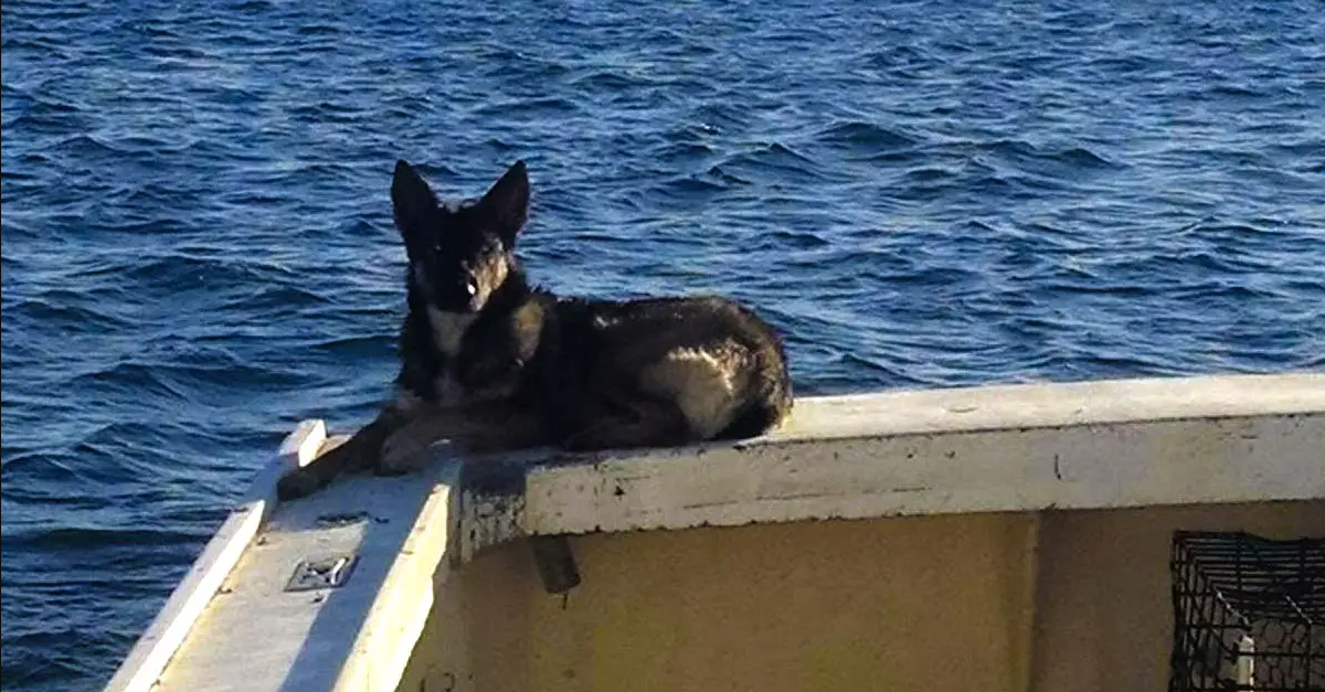 Young Fisherman Whose Dog Fell Overboard In The Ocean Gets Strange Phone Call Weeks Later