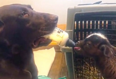 Labrador Dog Bottle Feeds Baby Goat