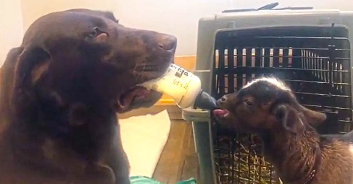 Labrador Dog Bottle Feeds Baby Goat