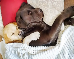 Labradors Adorably Cuddle Each Other For Nap Time