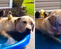 Labrador Dog Lounges In Pool With Baby Ducks