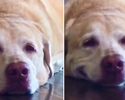 Cute Labrador Loves To Smile On Command