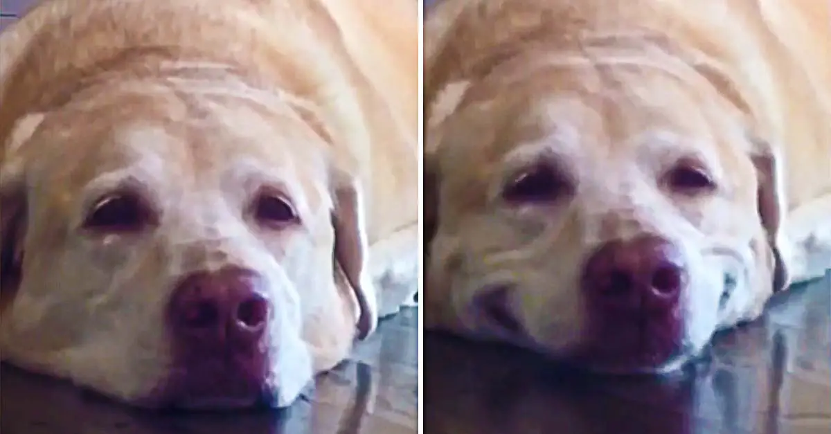 Cute Labrador Loves To Smile On Command