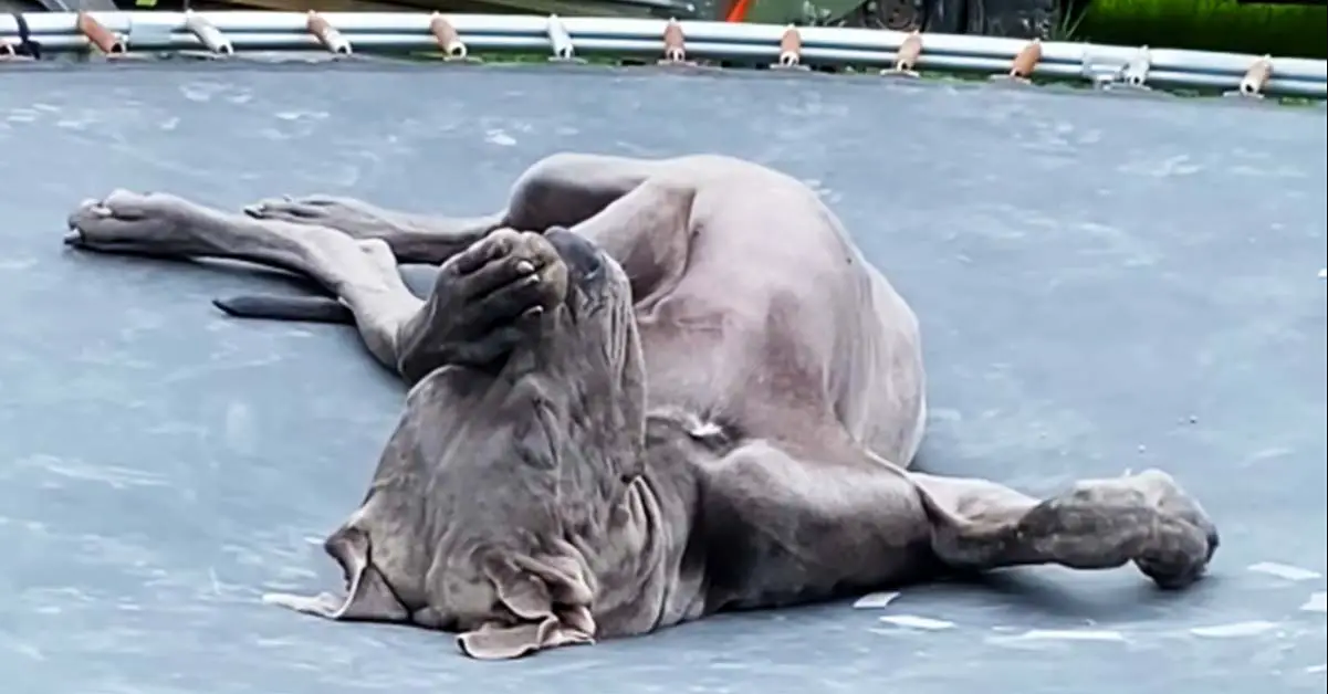 Great Dane Naps On The Trampoline Like A Human