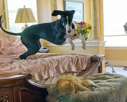 Great Dane Can’t Resist Disturbing Cat’s Nap