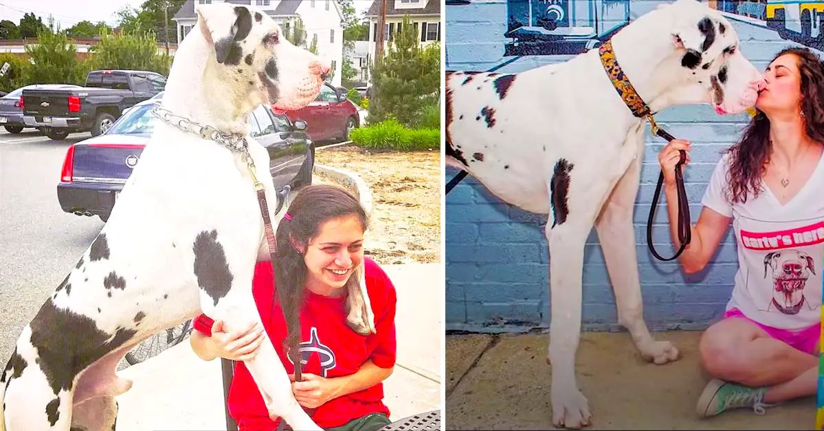 Great Dane Dog Pouts Until Mom Gives Him A Morning Hug