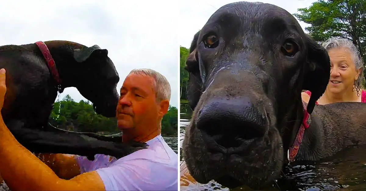 Fearful Great Dane Puppy Has Adorable First Swimming Lesson