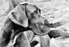 Best Dog Food For Great Danes