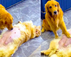 Loving Golden Retriever Dad Takes Care Of Pregnant Wife