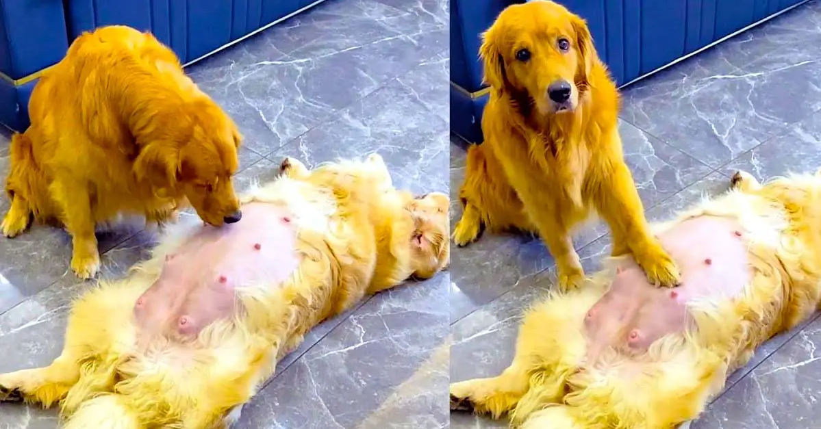 Loving Golden Retriever Dad Takes Care Of Pregnant Wife