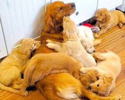 Golden Retriever Dad Has Babysitting Duty With Adorable Puppies