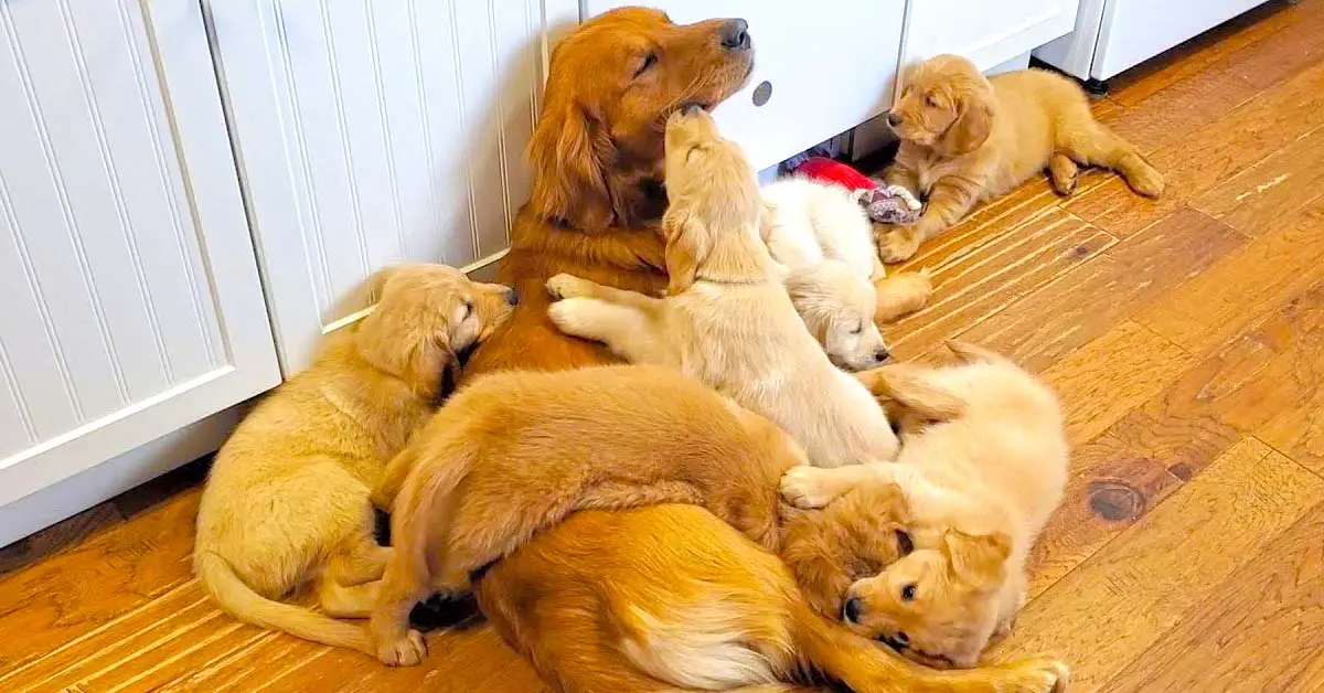 Golden Retriever Dad Has Babysitting Duty With Adorable Puppies