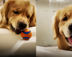 Silly Golden Retriever Is Happiest When Rolling Ball Down Bathtub Ramp