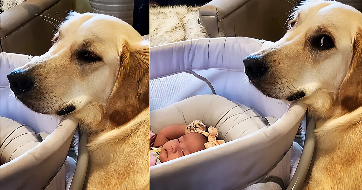 Golden Retriever Puppy Only Wants To Protect Newborn Baby