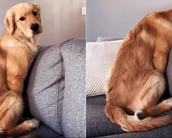 Golden Retriever Puppy Only Reacts To Her Favorite Word