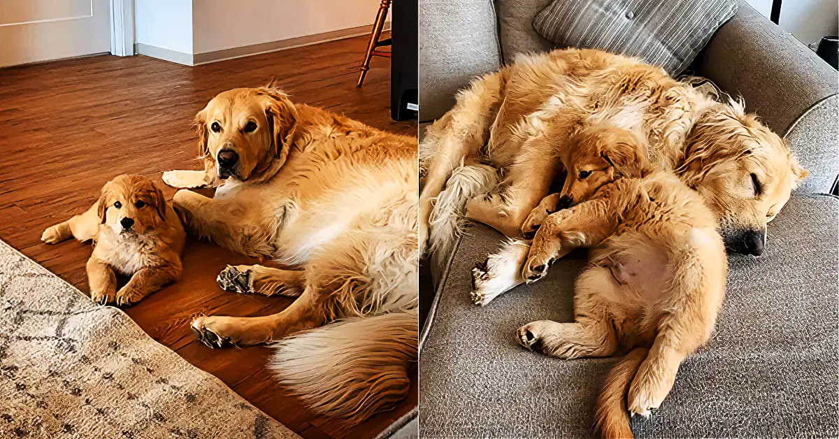 Golden Retriever Ecstatic Over New Puppy Addition