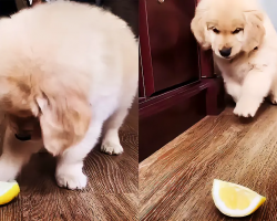 Golden Retriever Puppy Totally Bamboozled By A Slice Of Lemon