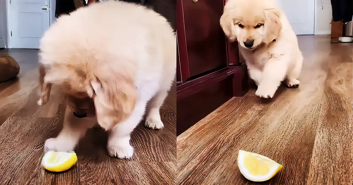 Golden Retriever Puppy Totally Bamboozled By A Slice Of Lemon