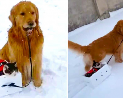 Golden Retriever Pulls Cat On a Snow Sled