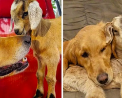 Baby Goats Think Golden Retriever Is Their Mom