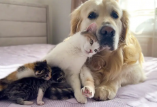 Mom Cat Wants Kittens to Love Golden Retriever as Much as She Does