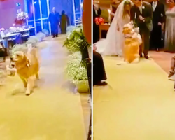 Adorable Ring Bearer Dog Steals the Show at Wedding