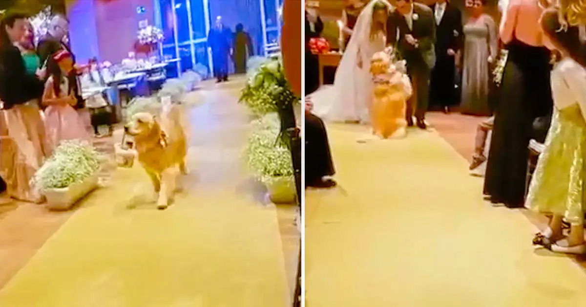 Adorable Ring Bearer Dog Steals the Show at Wedding