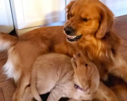 Golden Retriever Dad Tells Daughter Playtime is Over