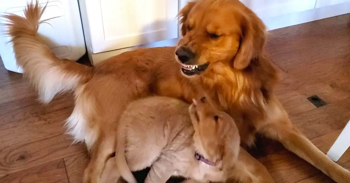 Golden Retriever Dad Tells Daughter Playtime is Over