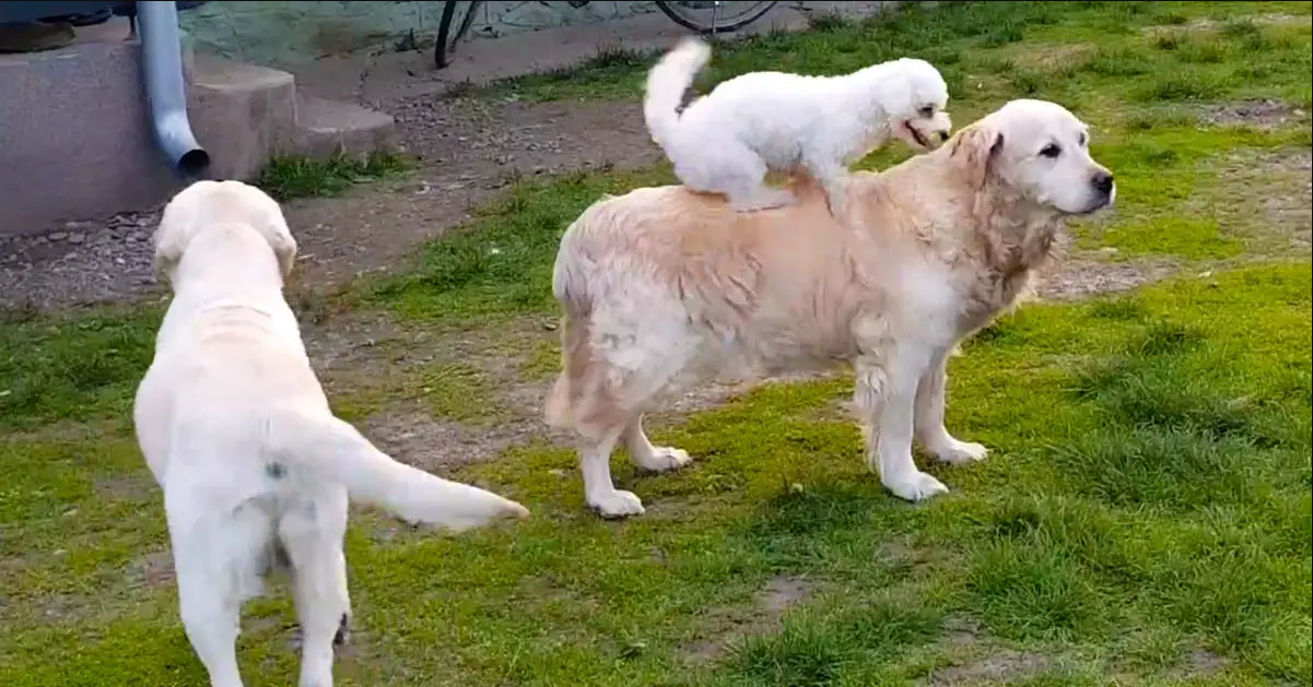 Small Dog Loves To Go For Rides On Golden Retriever’s Back