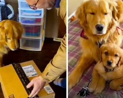 Story Behind Viral Video Of Golden Retriever Getting Surprised With Baby Brother