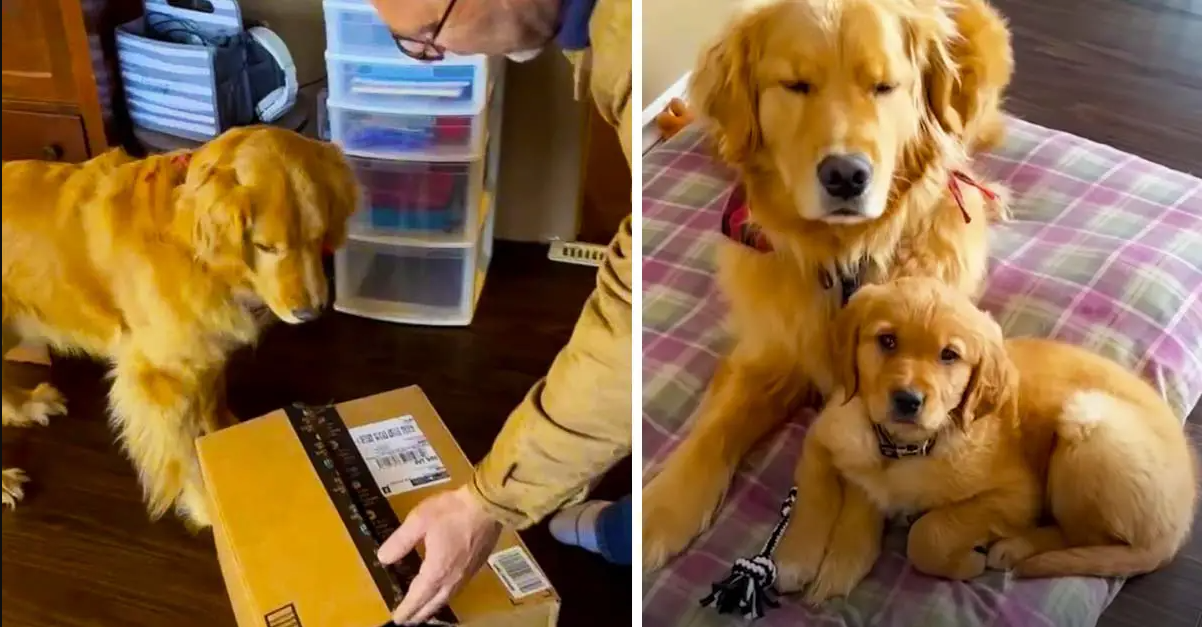 Story Behind Viral Video Of Golden Retriever Getting Surprised With Baby Brother