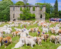 361 Golden Retrievers Gather Together To Celebrate The 150th Anniversary Of The Breed