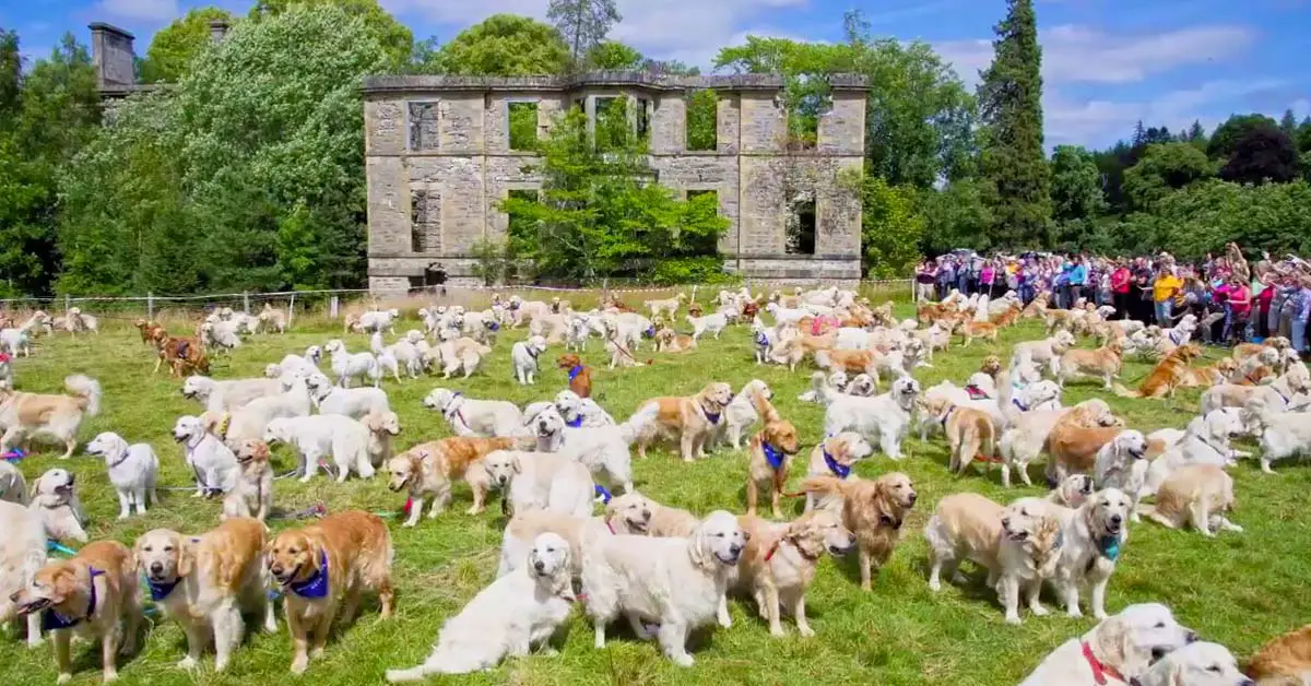 361 Golden Retrievers Gather Together To Celebrate The 150th Anniversary Of The Breed