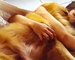 Golden Retriever Snuggles With Owner On Hammock