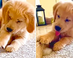 Golden Retriever Puppy Loves Playing With Ice Cube