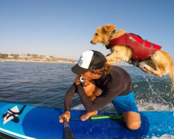 This Golden Retriever was homeless until he learned how to surf