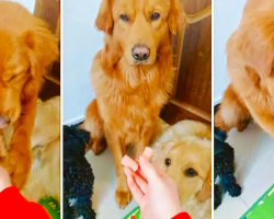 Golden Retriever is a True Gentleman as He Shows Off His Good Manners