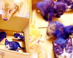 Sweet Golden Retriever Is Excited To Meet Foster Kitties