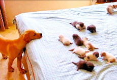 Golden Retriever Puppy Curiously Watches Baby Kittens