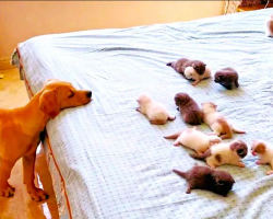 Golden Retriever Puppy Curiously Watches Baby Kittens