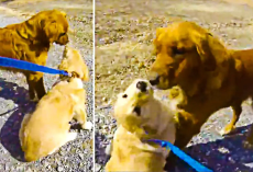 Dog Meets Her Mom For The First Time Since She Was A Puppy