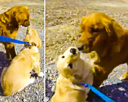 Dog Meets Her Mom For The First Time Since She Was A Puppy