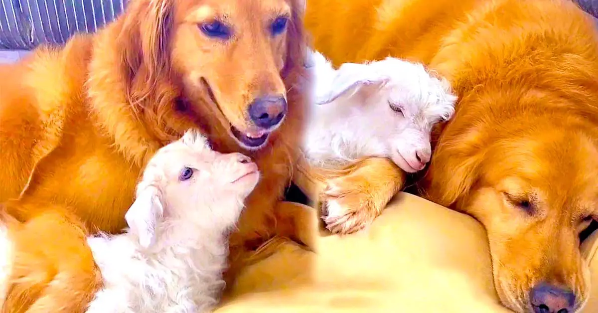 Golden Retriever Makes Friends With Baby Goat And It’s Adorable