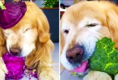 Healthy Golden Retriever Loves Eating Vegetables