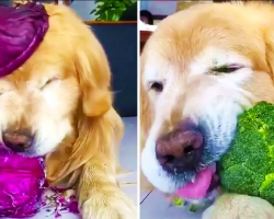 Healthy Golden Retriever Loves Eating Vegetables