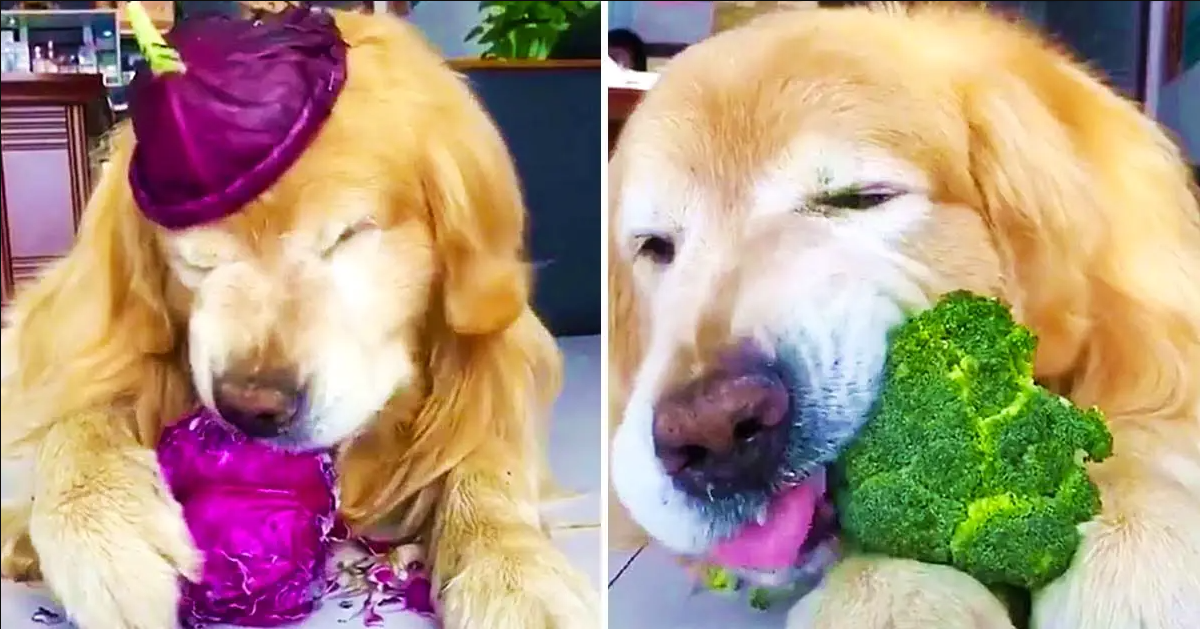 Healthy Golden Retriever Loves Eating Vegetables