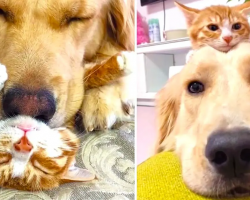 Gentle Golden Retriever and Cuddly Kitten Are Pure Cuteness