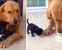 Playful Golden Retriever Gets An Adorable Puppy Friend