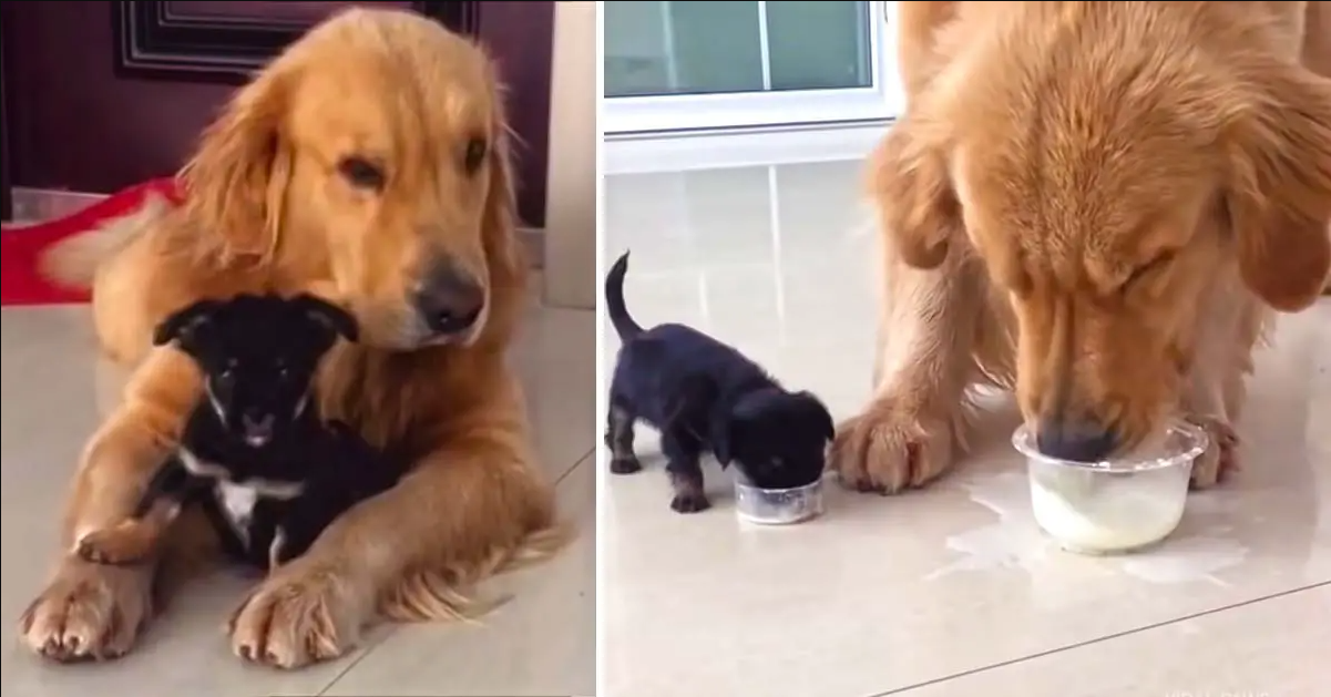 Playful Golden Retriever Gets An Adorable Puppy Friend